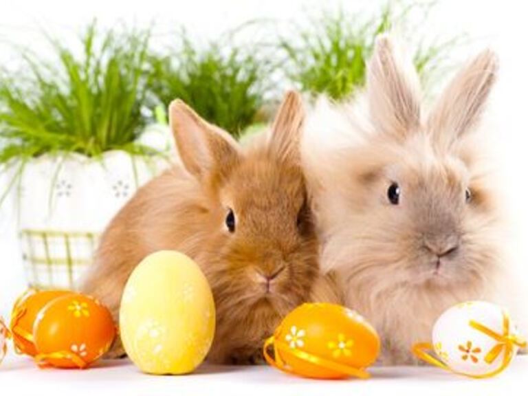 Zwei Kaninchen vor Blumentöpfen